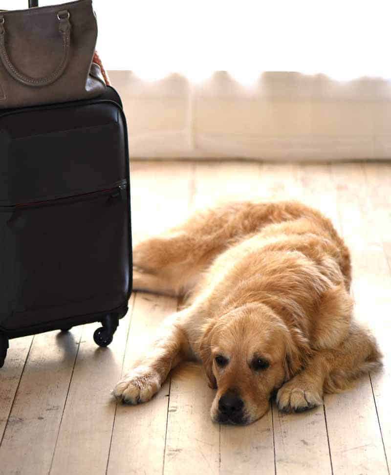 Dozer the golden retriever unhappy at the sight of suitcase